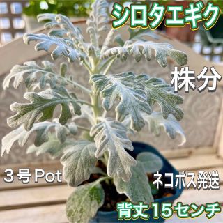 シロタエギ　シルバーリーフ　背丈15センチ　株分け　白妙菊　3号Pot(その他)