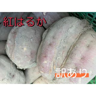 箱込み10キロ 紅はるか　さつまいも　サツマイモ　薩摩芋(野菜)