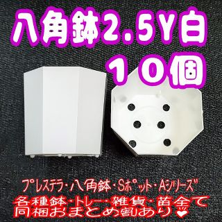 《2.5Y》カネヤ 八角鉢 白 10個 プラ鉢 多肉植物 プレステラ(プランター)