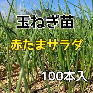 玉ねぎ苗　赤玉サラダ１００本入(野菜)