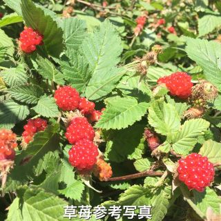 ⭐️木苺苗2株(小)⭐️美味しい草苺の抜き苗　ラズベリー苗木　ワイルドベリー(その他)