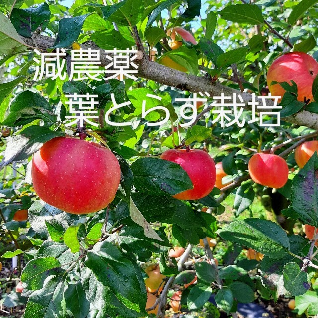 【訳あり】幻の蜜入りりんご 6~11玉入『高徳』山形直送 減農薬 葉とらず栽培 食品/飲料/酒の食品(フルーツ)の商品写真