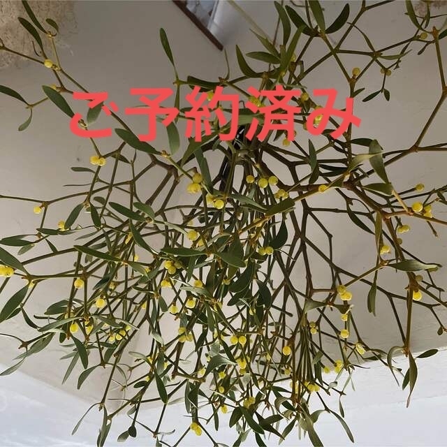 オープニング大セール】 北海道ヤドリギ 宿木 珍重 No.8フライング