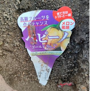 ペピーノ　ゴールド　挿し穂　3cm以上　3本　発根済(その他)