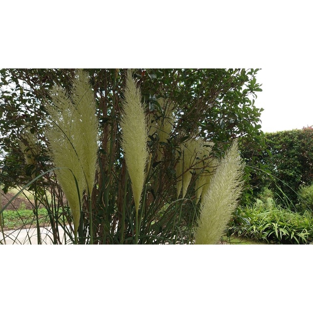 ః◌꙳羽毛のようにふわふわふんわりとした大きな花穂が魅力✥パンパスグラス1苗 ハンドメイドのフラワー/ガーデン(プランター)の商品写真