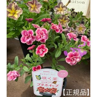 サントリー(サントリー)の《カリブラコア苗　ミリオンベル プチホイップ　ストロベリー》🌸正規品🌸(その他)