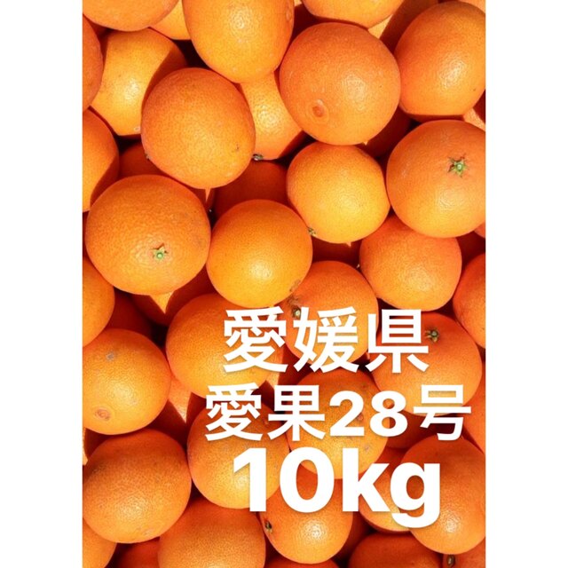 愛媛県産　愛果28号　柑橘　10kg