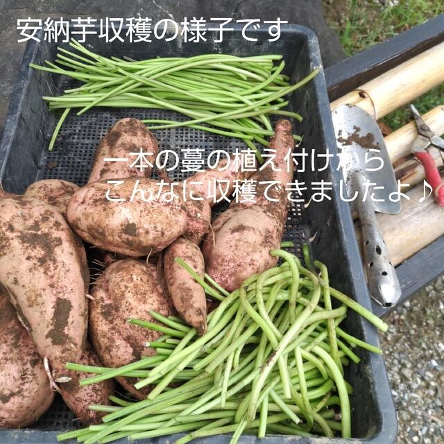 ★10種類の乾燥野菜MIX150g★野菜たっぷり自然の美味しさ100%無添加 食品/飲料/酒の食品(野菜)の商品写真