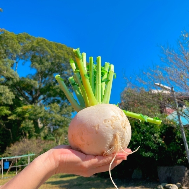 ★10種類の乾燥野菜MIX100g★野菜たっぷり 自然の美味しさ100%無添加 食品/飲料/酒の食品(野菜)の商品写真