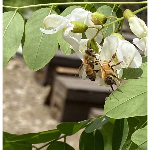 国産はちみつ　アカシア　百花蜜　300g各1本ずつ