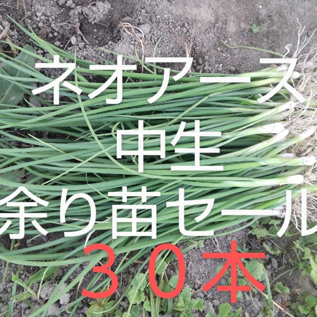 玉ねぎ苗 ネオアース 中生 セール品 30本 食品/飲料/酒の食品(野菜)の商品写真