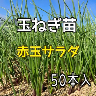 玉ねぎ苗　赤玉サラダ　５０本入(野菜)