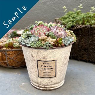 《sample》多肉植物　寄せ植え　水密桃　アメイジンググレイス　エケベリア(その他)