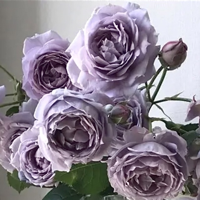 四季咲きバラ苗  挿し木苗  最強青バラ ハンドメイドのフラワー/ガーデン(その他)の商品写真