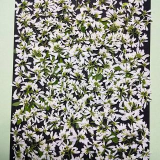 押し花　素材　ユーフォルビア（八重咲）(各種パーツ)