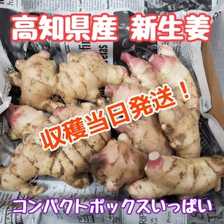 高知県産 土付き新生姜コンパクト(野菜)