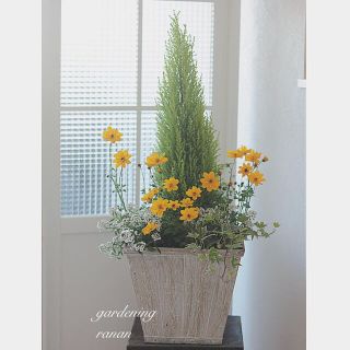 大人気再販♡コニファーロング✩.*˚可愛い寄せ植え✲*ﾟプレゼントにも(プランター)