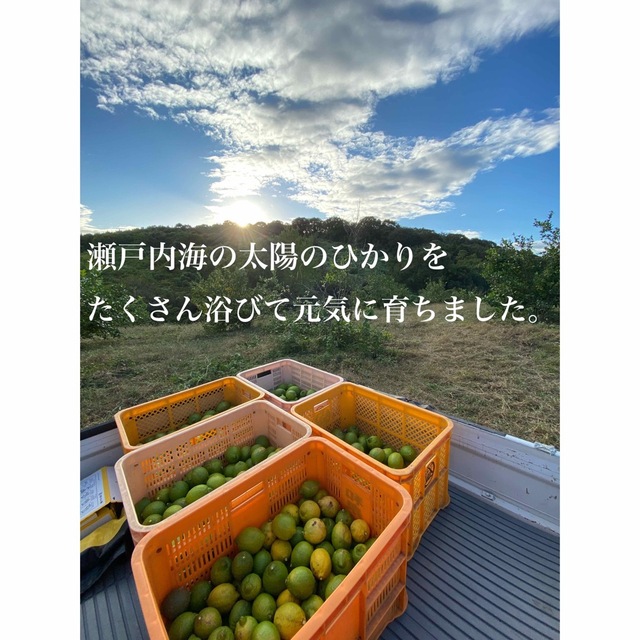 無農薬レモン　農家直送　瀬戸内レモン　国産レモン　岡山県産　レモン 食品/飲料/酒の食品(フルーツ)の商品写真