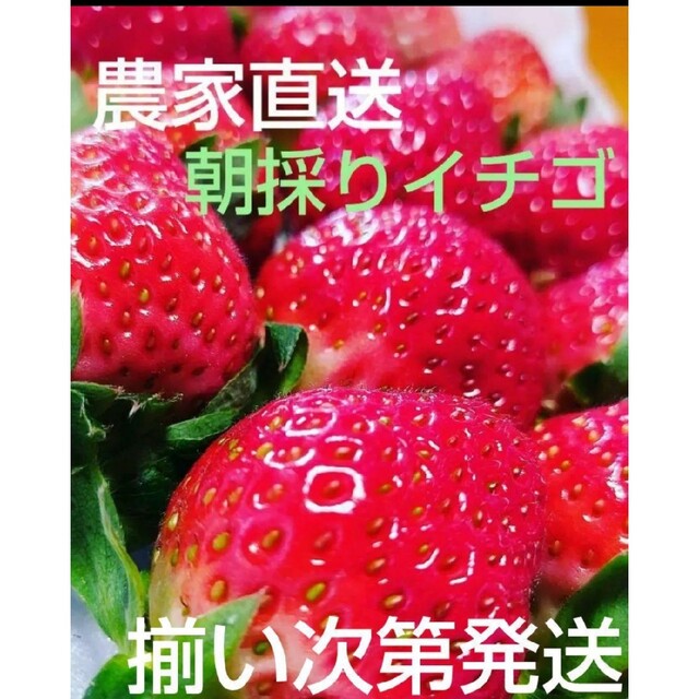 セール中!!熊本県産おいし〜苺^^ゆうべに 食品/飲料/酒の食品(フルーツ)の商品写真