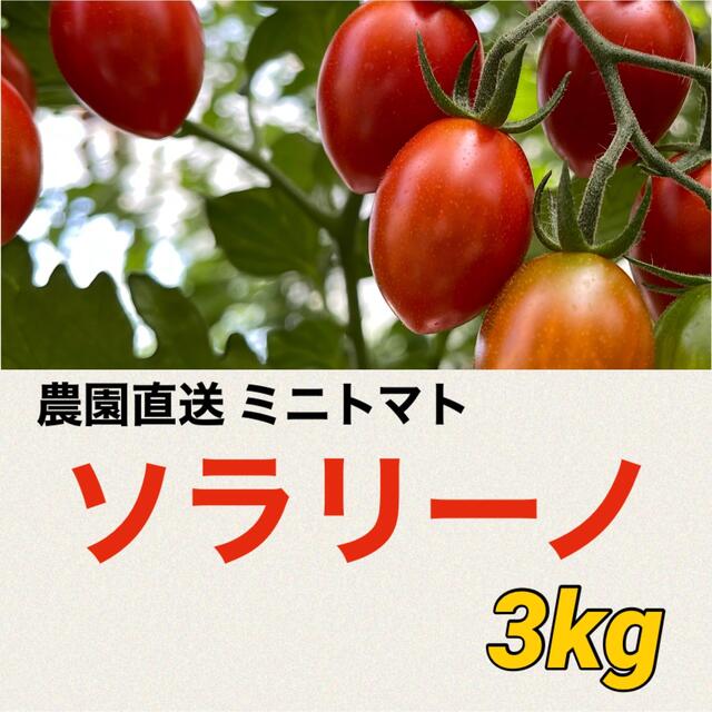 農園直送　ソラリーノ　3kg　プリッとコクうま　新鮮　ミニトマト 食品/飲料/酒の食品(野菜)の商品写真