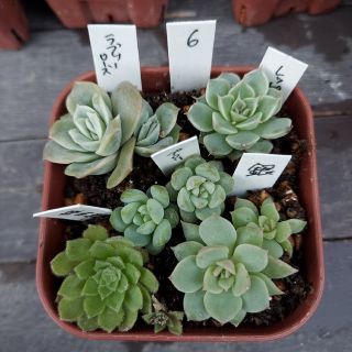 【多肉植物】ミニ苗5種類セット⑥　抜き苗（組み換え不可）初心者さん向(その他)