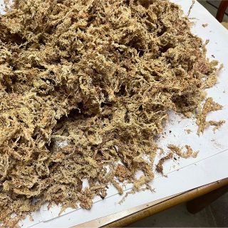 水苔 ミズゴケ 乾燥水苔 チリ産(その他)