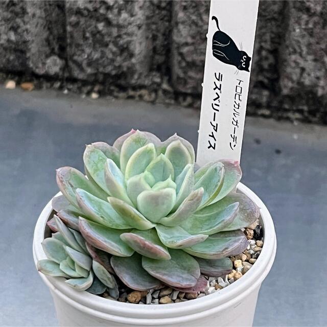 多肉植物 抜き苗 ラズベリーアイス&ハオルチア- 多肉植物 抜き苗 ラズベリーアイス&ハオルチア-