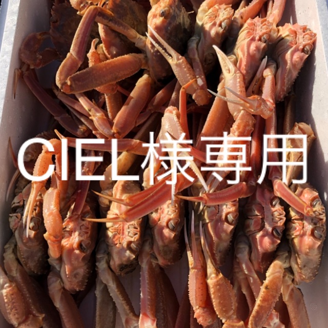 CIEL　オス4