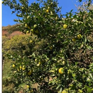 島根県産無農薬小柚子3キロ+おまけ野菜(フルーツ)