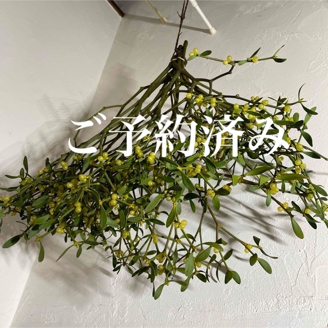 大人気高品質 3.1 Phillip Lim - MikaSawadaさん専用 値下げ