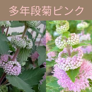 育て方付き❀面白い多年草*段菊ピンク*花の種(その他)