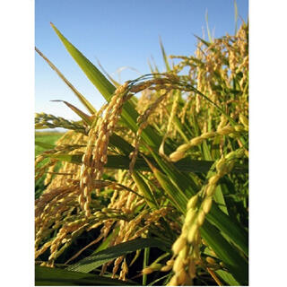 アサヒ(アサヒ)の自然栽培 朝日米 5kg玄米 小袋×2 R4年 在来種 農薬不使用 肥料不使用(米/穀物)