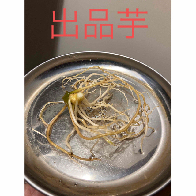珍しい アグラオネマピクタム LA便氷肌玉骨 増殖芋4芽あり LA0816ー03J