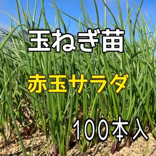 玉ねぎ苗　赤玉サラダ　(野菜)