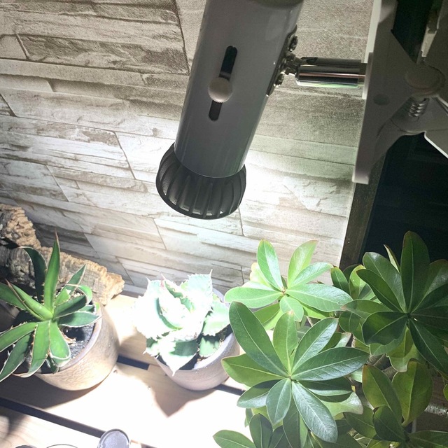 15W植物育成ライトGrowLight PAR20 6000K 3個