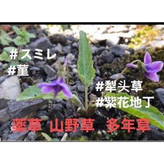 薬草 多年草 山野草、庭の自生紫花スミレ、菫抜き苗 1セット 10株(その他)