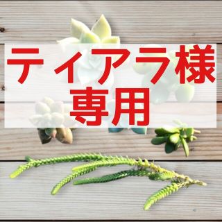 ティアラ様専用【多肉植物】薄氷、春萌、白牡丹、ブロンズ姫、紅稚児、若緑、カット苗(その他)