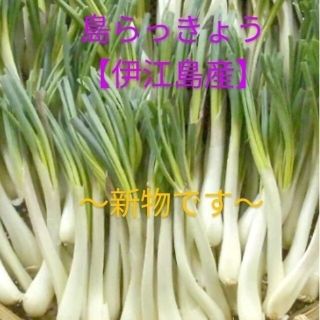 【新物】島らっきょう500ｇ伊江島産【特価】(野菜)