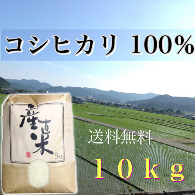 【在庫わずか！★新米】愛媛県産こしひかり100％   １０ｋｇ   一等米 食品/飲料/酒の食品(米/穀物)の商品写真