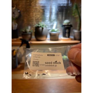 seed stock /サボテン ロフォフォロ 種(その他)