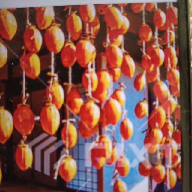 京都産　干し柿用渋柿　鶴の子柿 食品/飲料/酒の食品(フルーツ)の商品写真