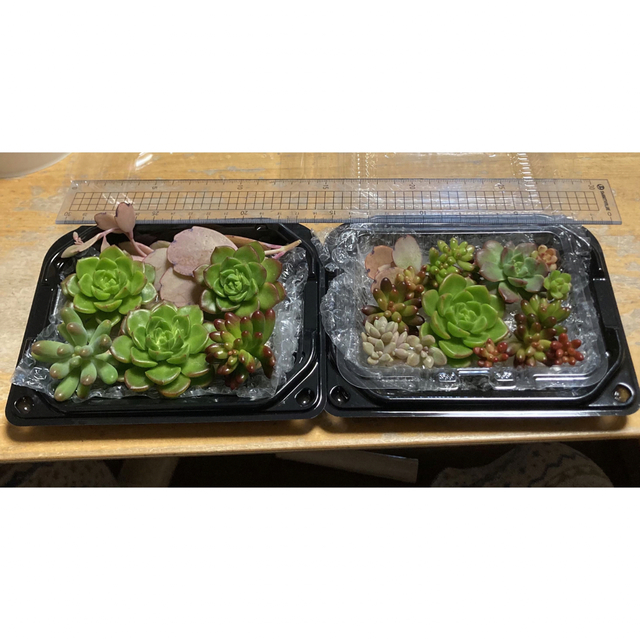 多肉植物　2パック‼️カット苗　レティジアなど ハンドメイドのフラワー/ガーデン(その他)の商品写真