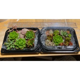 多肉植物　2パック‼️カット苗　レティジアなど(その他)