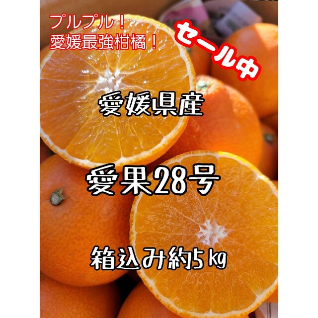 愛媛県産　ハウス愛果28号　箱込み約5㎏　柑橘　ミカン