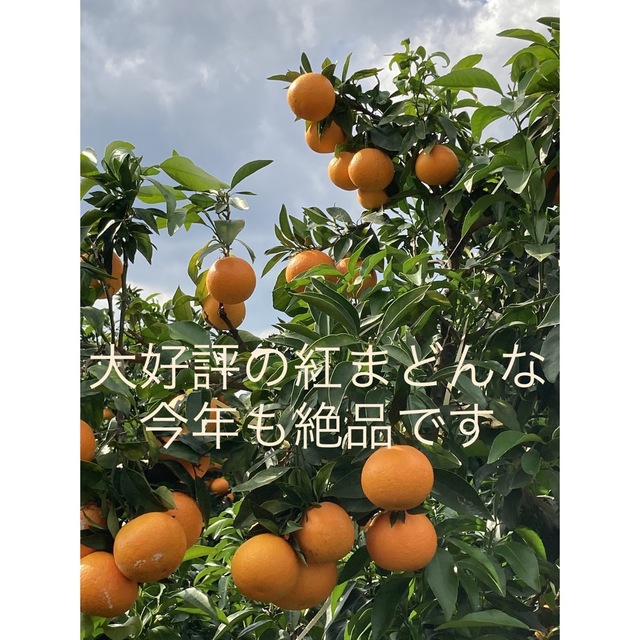 紅まどんな 愛媛県宇和島市産地 産地直送 食品/飲料/酒の食品(フルーツ)の商品写真