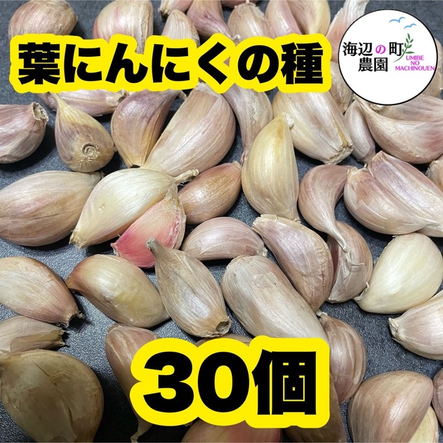 高知県産　葉にんにくの種　ホワイト六片種　バラ30個　即購入OKです。 食品/飲料/酒の食品(野菜)の商品写真