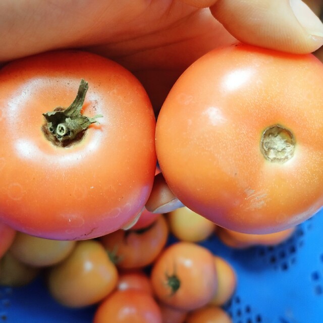麗月トマト　6㌔ 食品/飲料/酒の食品(野菜)の商品写真