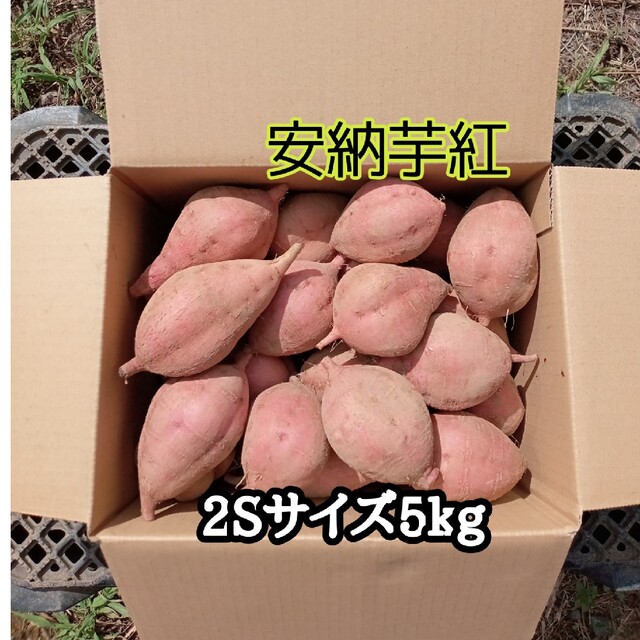 安納芋紅2Sサイズ5kg(種子島産) 食品/飲料/酒の食品(野菜)の商品写真