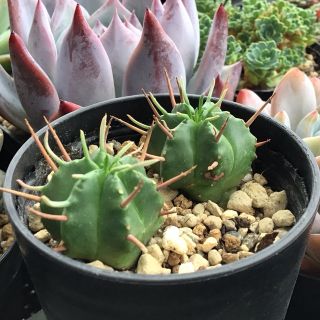 多肉植物　ユーフォルビア　笹蟹丸SP・2株　抜き苗全量！！(その他)