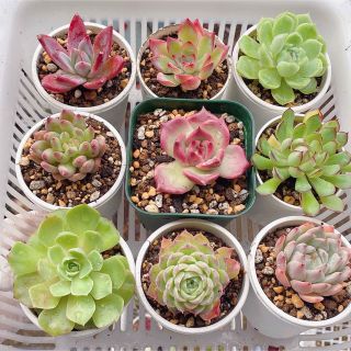 9点セットSALE　多肉植物　観葉植物  品種名付き(その他)